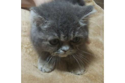 成約済の愛知県のエキゾチックショートヘア-5374の2枚目