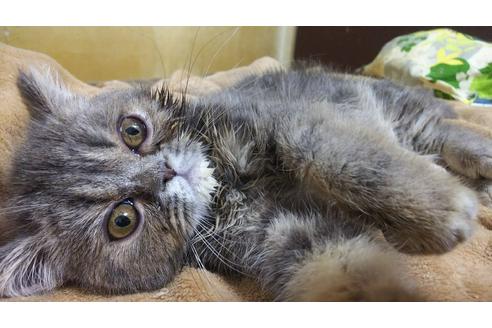 成約済の愛知県のエキゾチックショートヘア-5374の1枚目