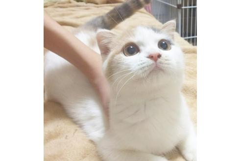 成約済の愛知県のスコティッシュフォールド-5378の4枚目