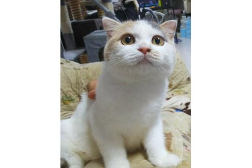 成約済の愛知県のスコティッシュフォールド-5378の3枚目