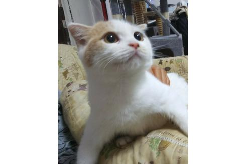 成約済の愛知県のスコティッシュフォールド-5378の2枚目