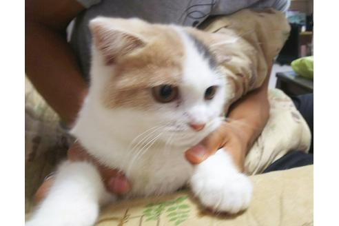 成約済の愛知県のスコティッシュフォールド-5378の1枚目