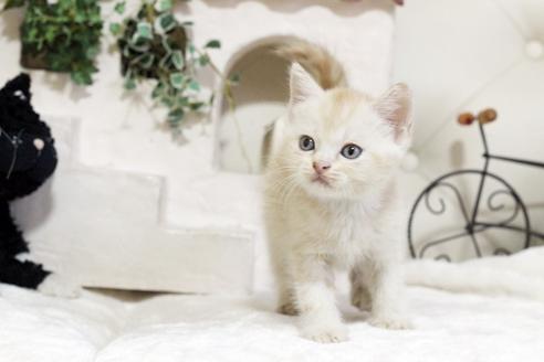 成約済の佐賀県のスコティッシュフォールド-5420の2枚目