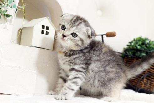 成約済の佐賀県のスコティッシュフォールド-5425の5枚目