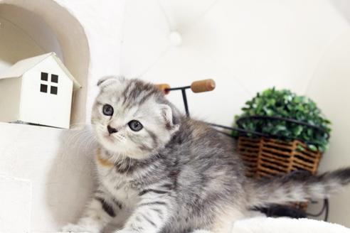 成約済の佐賀県のスコティッシュフォールド-5425の4枚目