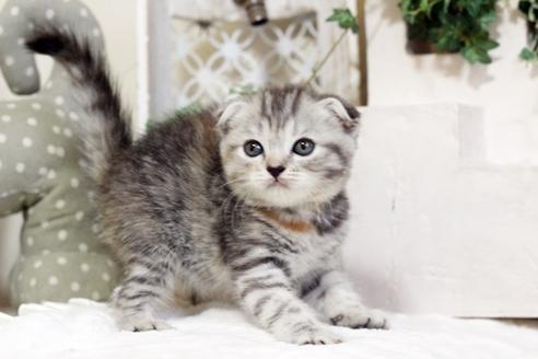 成約済の佐賀県のスコティッシュフォールド-5425の3枚目