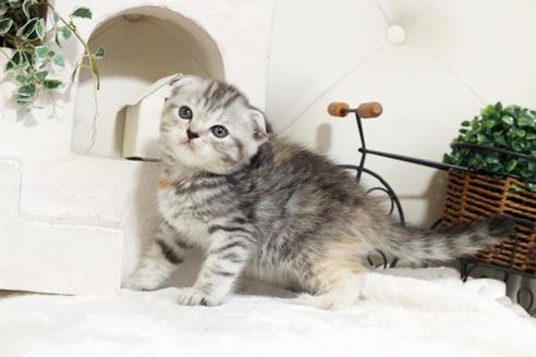 成約済の佐賀県のスコティッシュフォールド-5425の2枚目