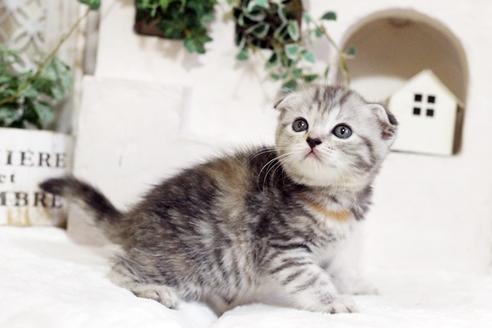 成約済の佐賀県のスコティッシュフォールド-5425の1枚目