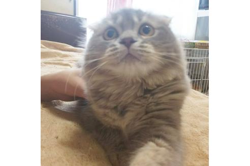 成約済の愛知県のスコティッシュフォールド-4891の3枚目