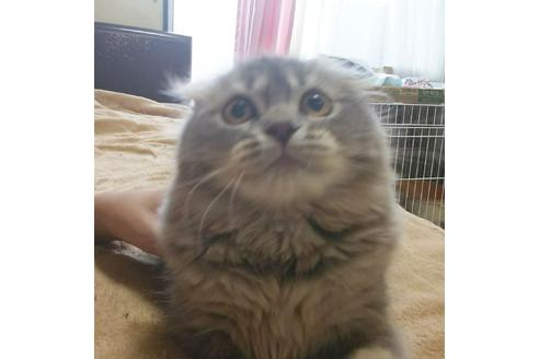 成約済の愛知県のスコティッシュフォールド-4891の1枚目