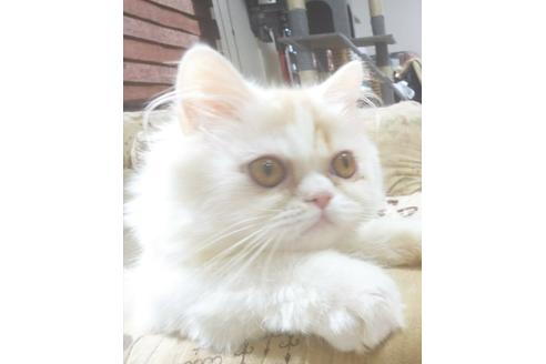 成約済の愛知県のペルシャ-5150の3枚目