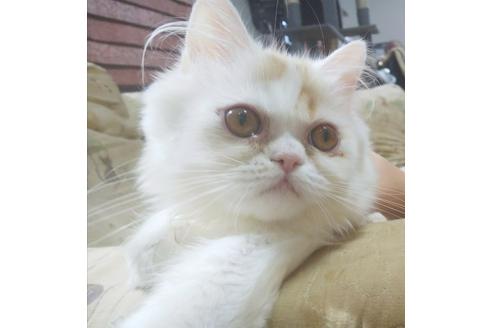 成約済の愛知県のペルシャ-5150の2枚目