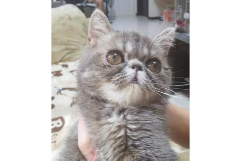 成約済の愛知県のエキゾチックショートヘア-5602の5枚目