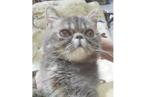 成約済の愛知県のエキゾチックショートヘア-5602の4枚目