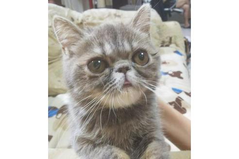 成約済の愛知県のエキゾチックショートヘア-5602の3枚目