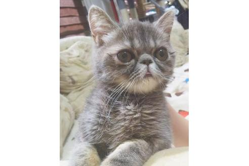 成約済の愛知県のエキゾチックショートヘア-5602の2枚目