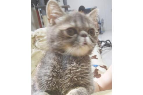 成約済の愛知県のエキゾチックショートヘア-5602の1枚目