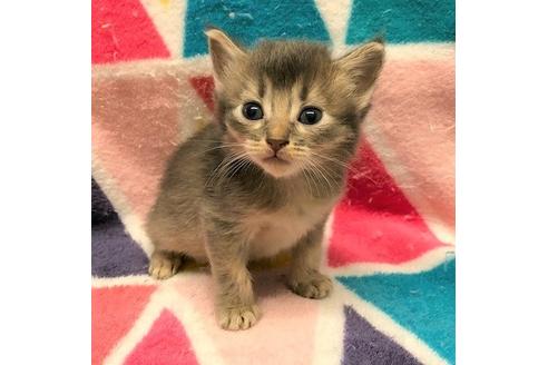 成約済の大阪府のソマリ-4683の2枚目