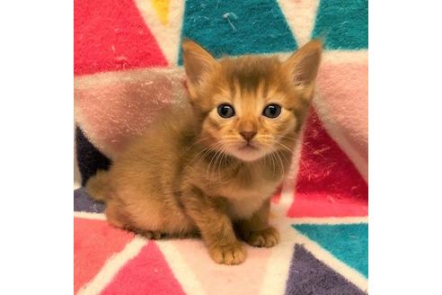 成約済の大阪府のソマリ-4684の2枚目