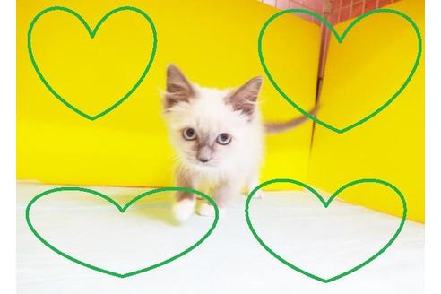 成約済の東京都のラグドール-5394の2枚目