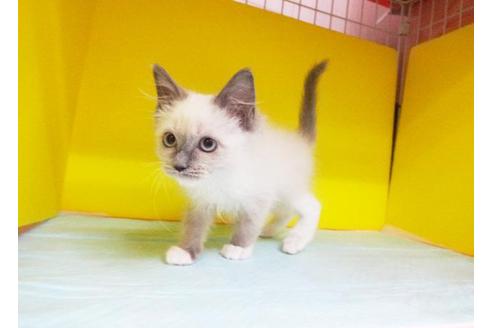 成約済の東京都のラグドール-5394の1枚目