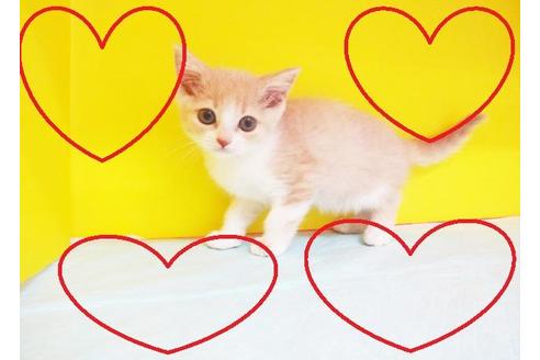 成約済の東京都のスコティッシュフォールド-5658の2枚目