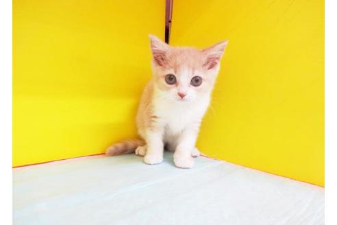 成約済の東京都のスコティッシュフォールド-5658の1枚目