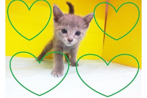 成約済の東京都のロシアンブルー-5659の2枚目