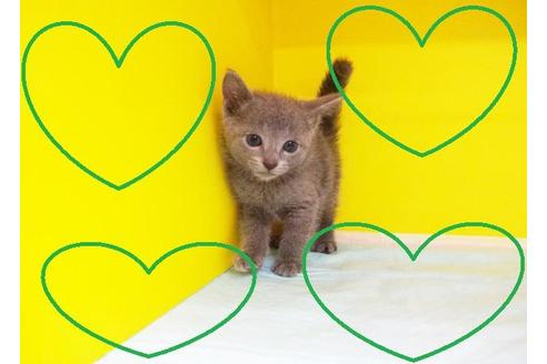 成約済の東京都のロシアンブルー-5660の2枚目