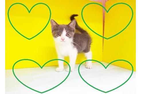 成約済の東京都のブリティッシュショートヘア-5662の2枚目