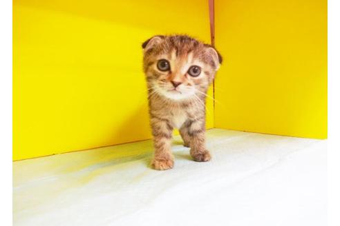 成約済の東京都のスコティッシュフォールド-5663の1枚目