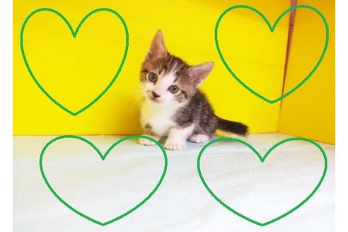 成約済の東京都のマンチカン-5664の2枚目