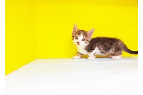 成約済の東京都のマンチカン-5664の1枚目