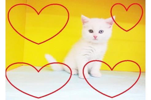 成約済の東京都のスコティッシュフォールド-5666の2枚目