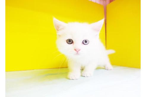 成約済の東京都のスコティッシュフォールド-5666の1枚目