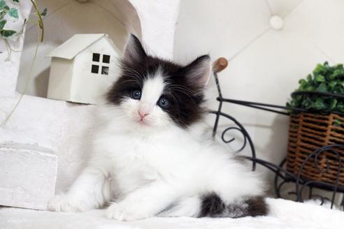 成約済の佐賀県のノルウェージャンフォレストキャット-5685の5枚目