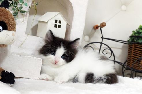 成約済の佐賀県のノルウェージャンフォレストキャット-5685の4枚目