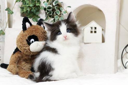 成約済の佐賀県のノルウェージャンフォレストキャット-5685の3枚目