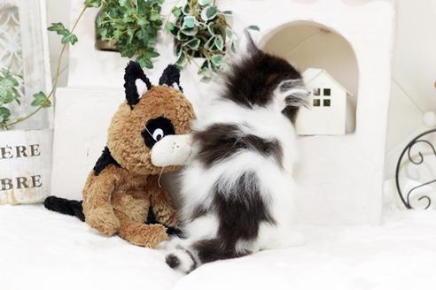 成約済の佐賀県のノルウェージャンフォレストキャット-5685の2枚目