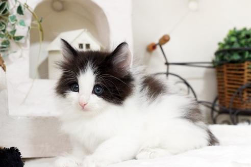 成約済の佐賀県のノルウェージャンフォレストキャット-5685の1枚目