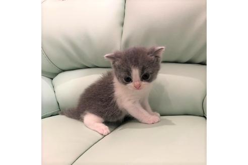 成約済の大阪府のブリティッシュショートヘア-5701の3枚目