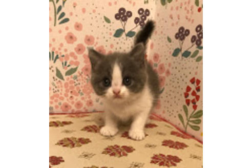 成約済の大阪府のブリティッシュショートヘア-5702の3枚目