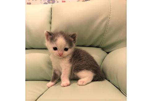 成約済の大阪府のブリティッシュショートヘア-5703の3枚目