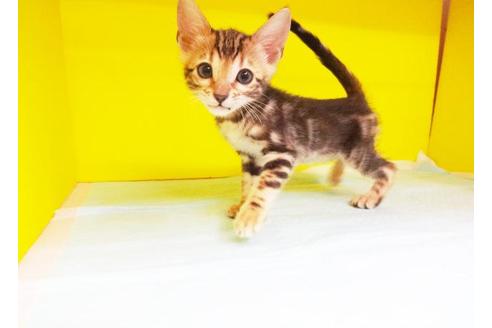 成約済の東京都のベンガル-5765の1枚目