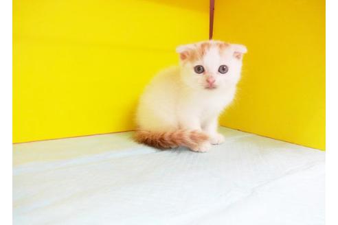 成約済の東京都のスコティッシュフォールド-5766の1枚目