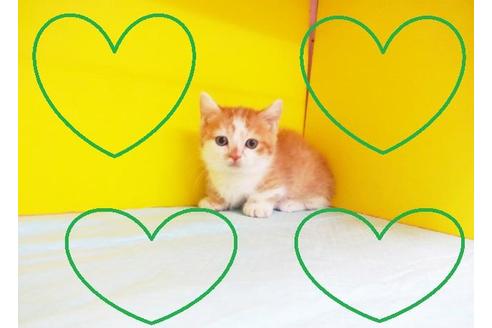 成約済の東京都のマンチカン-5767の2枚目