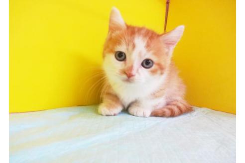 成約済の東京都のマンチカン-5767の1枚目