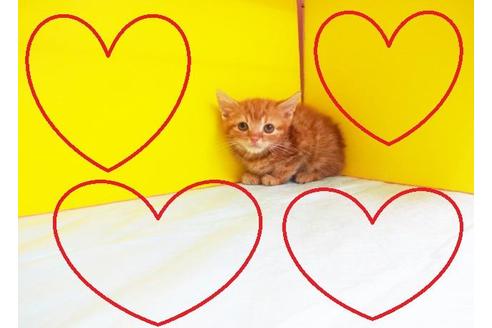 成約済の東京都のアメリカンショートヘア-5768の2枚目