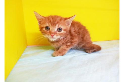 東京都のアメリカンショートヘア 女の子 18 08 19生まれ レッドタビー 子猫id 5768 子猫ブリーダーナビ 東京都のアメリカンショートヘア 女の子 18 08 19生まれ レッドタビー 子猫id 5768 子猫ブリーダーナビ