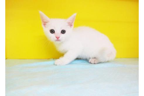 成約済の東京都のスコティッシュフォールド-5769の1枚目